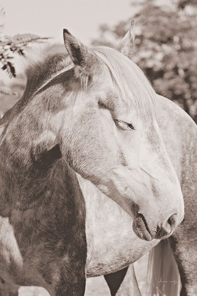 White Horse Sepia art print by Sharon Vardy for $57.95 CAD