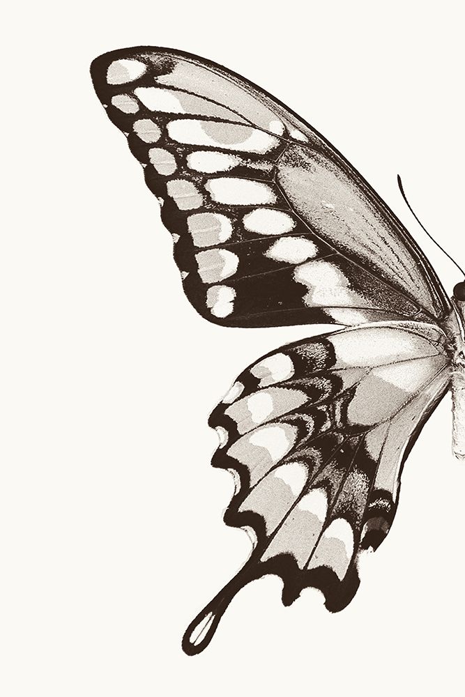 Butterfly VI BW on White Crop I art print by Debra Van Swearingen for $57.95 CAD