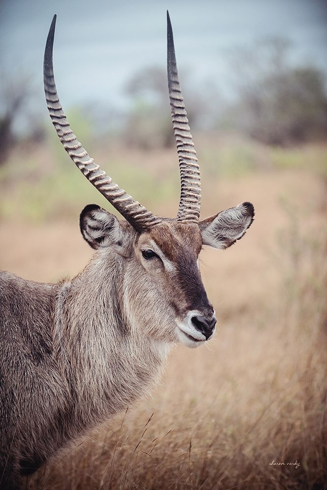 Waterbuck Portrait art print by Sharon Vardy for $57.95 CAD