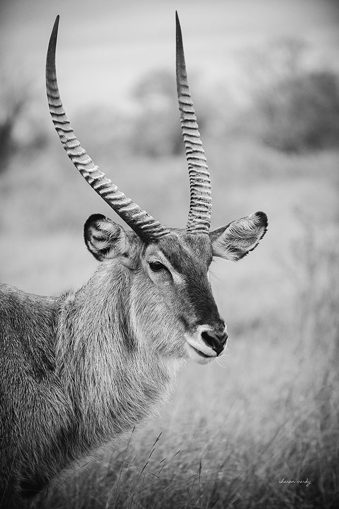 Waterbuck Portrait BW art print by Sharon Vardy for $57.95 CAD