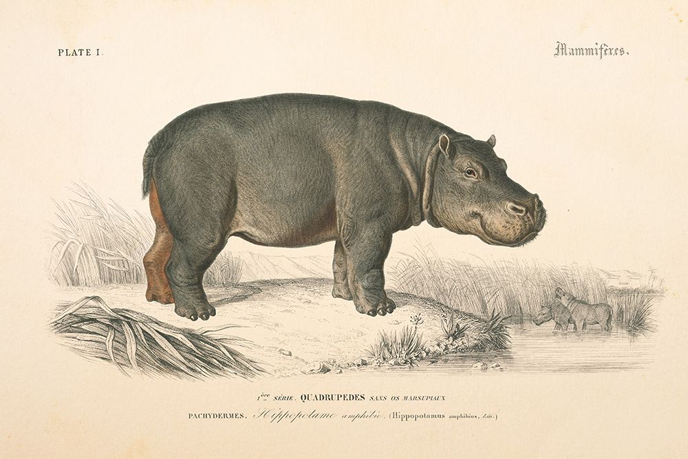 Animals of Africa I art print by Wild Apple Portfolio for $57.95 CAD