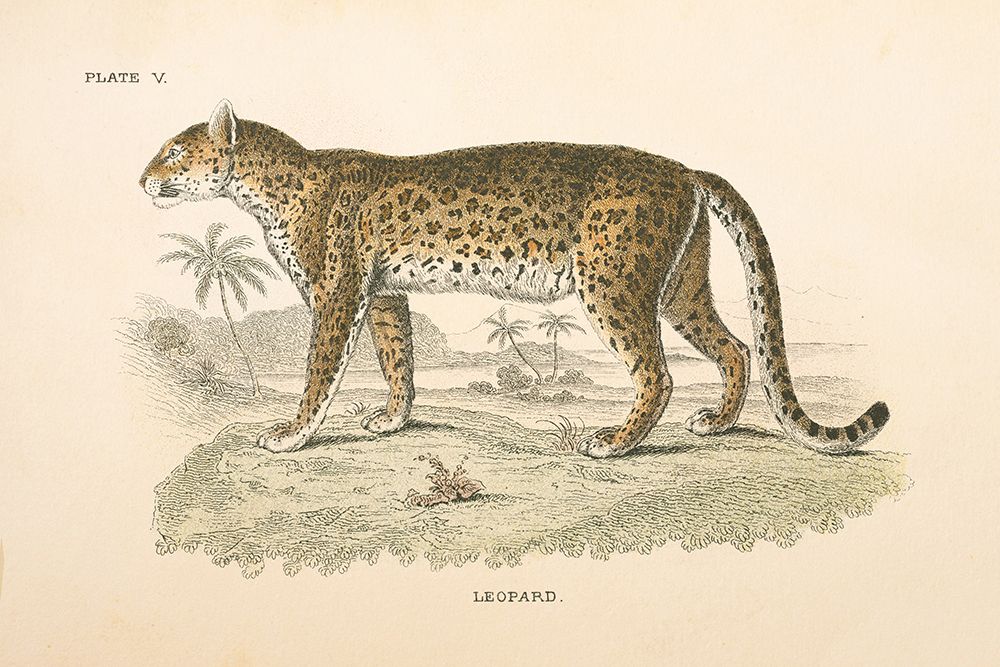 Animals of Africa II art print by Wild Apple Portfolio for $57.95 CAD