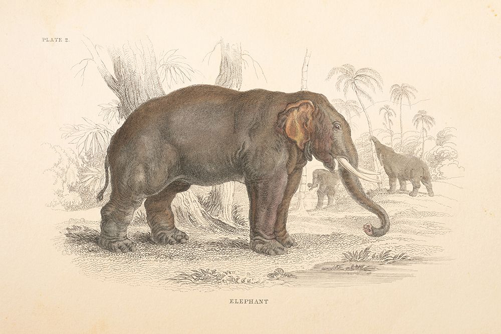 Animals of Africa III art print by Wild Apple Portfolio for $57.95 CAD