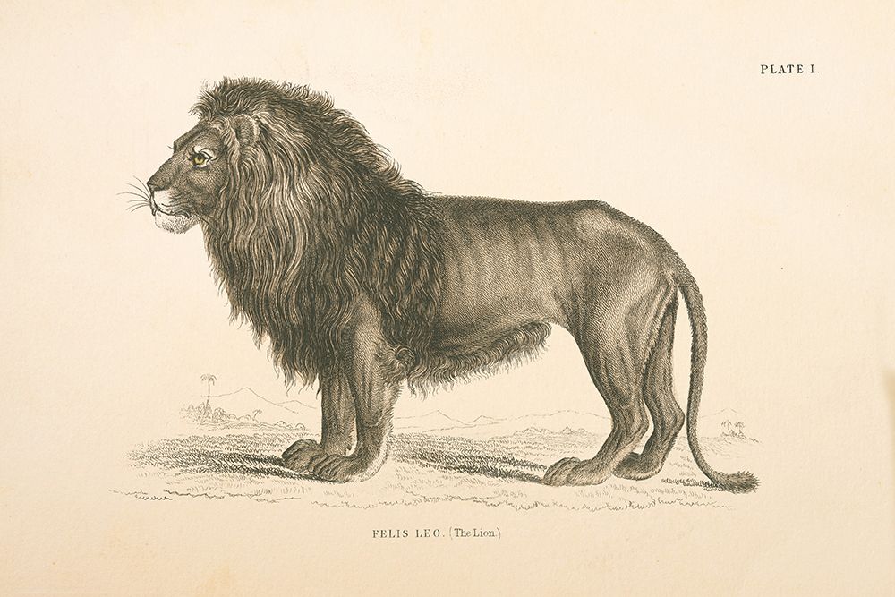 Animals of Africa IV art print by Wild Apple Portfolio for $57.95 CAD
