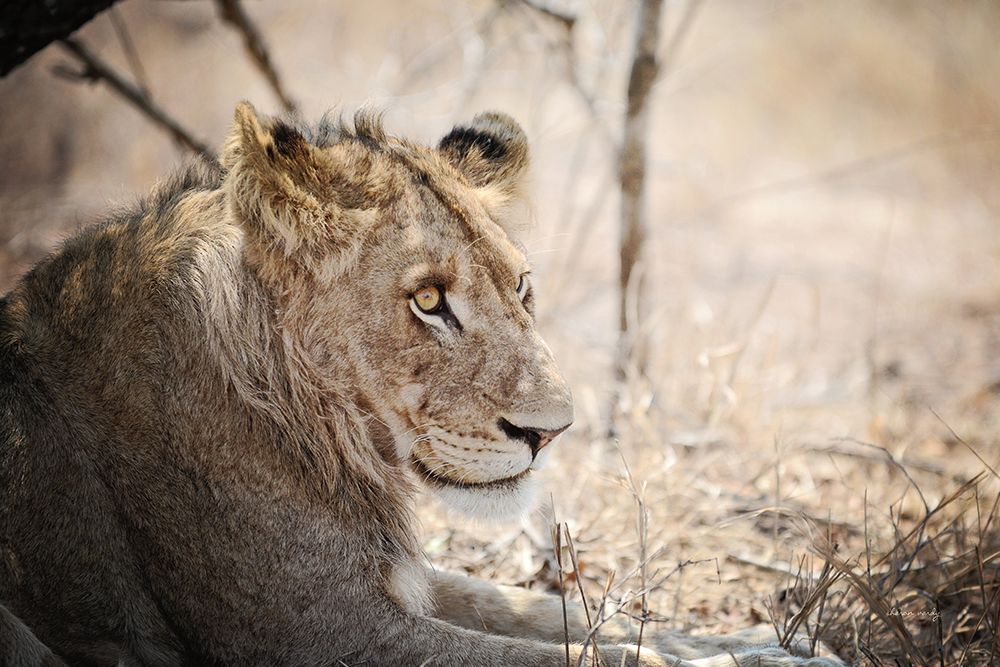 Young Lion art print by Sharon Vardy for $57.95 CAD