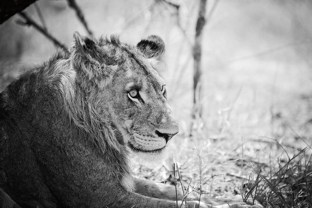 Young Lion BW art print by Sharon Vardy for $57.95 CAD