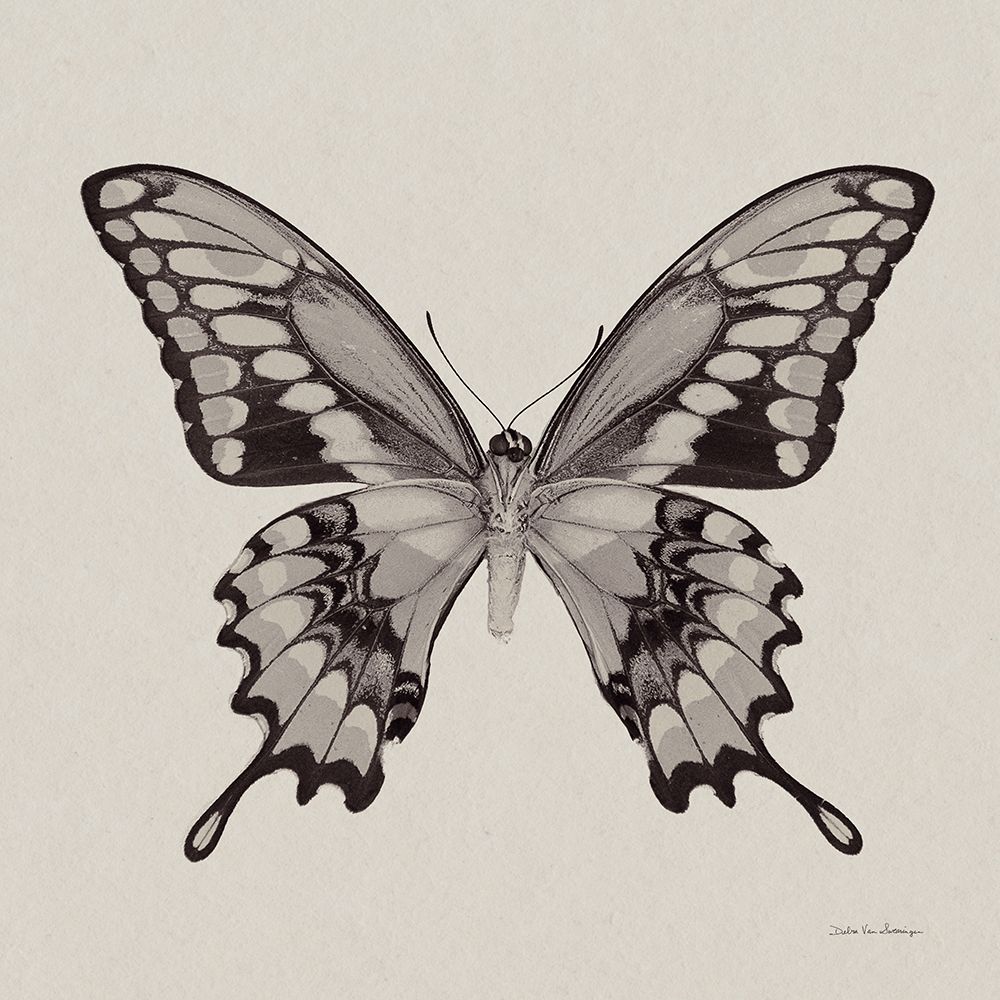Butterfly VI Gray art print by Debra Van Swearingen for $57.95 CAD