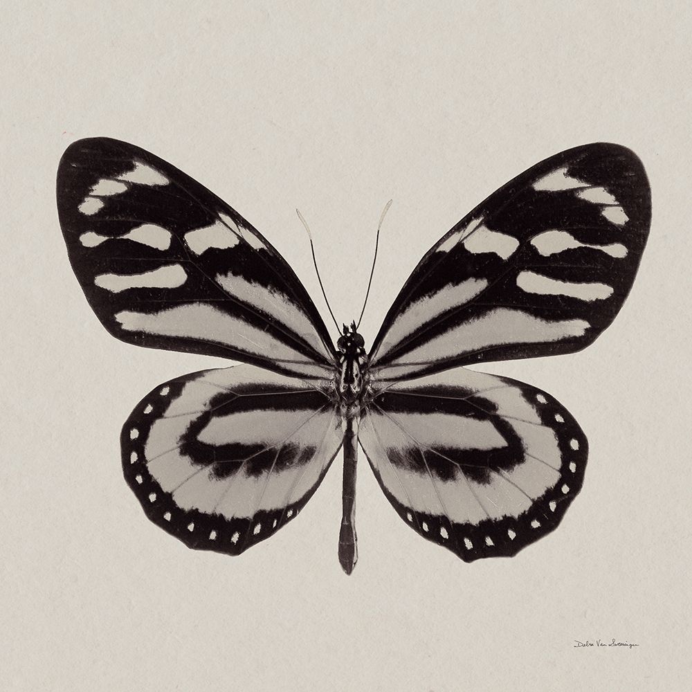 Butterfly V BW on White art print by Debra Van Swearingen for $57.95 CAD