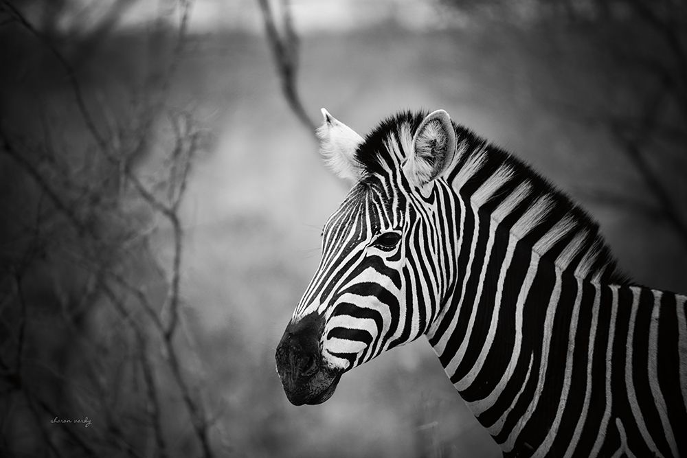 Black and White Zebra art print by Sharon Vardy for $57.95 CAD