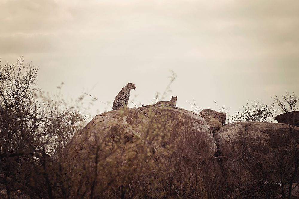 Leopard and Cub art print by Sharon Vardy for $57.95 CAD