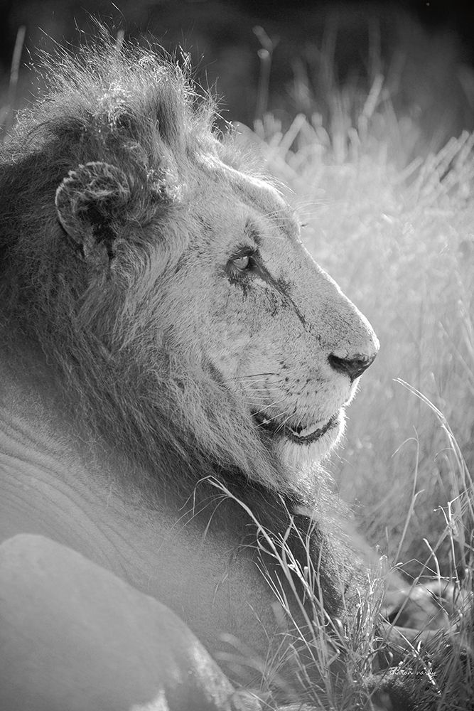 Old Lion BW art print by Sharon Vardy for $57.95 CAD