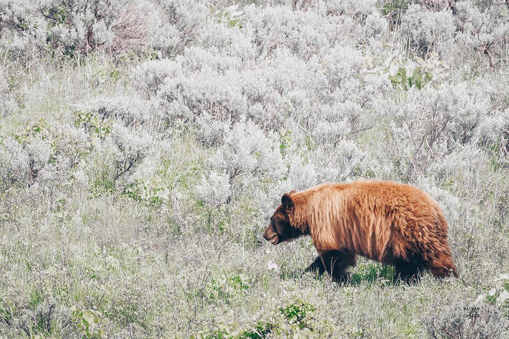 Bear in Sage art print by Nathan Larson for $57.95 CAD