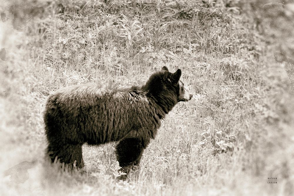 Yellowstone Black Bear art print by Nathan Larson for $57.95 CAD