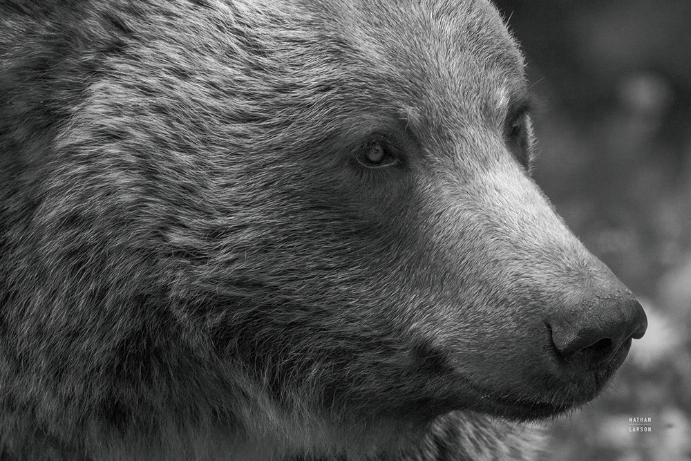 British Columbia Grizzly Portrait art print by Nathan Larson for $57.95 CAD