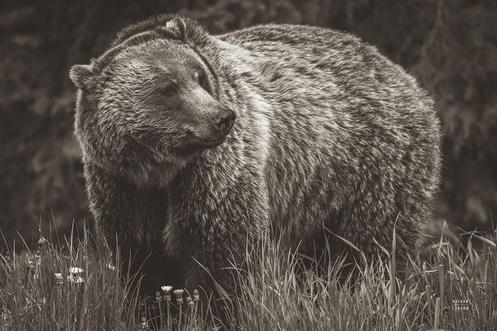 British Columbia Grizzly in a Field BW art print by Nathan Larson for $57.95 CAD