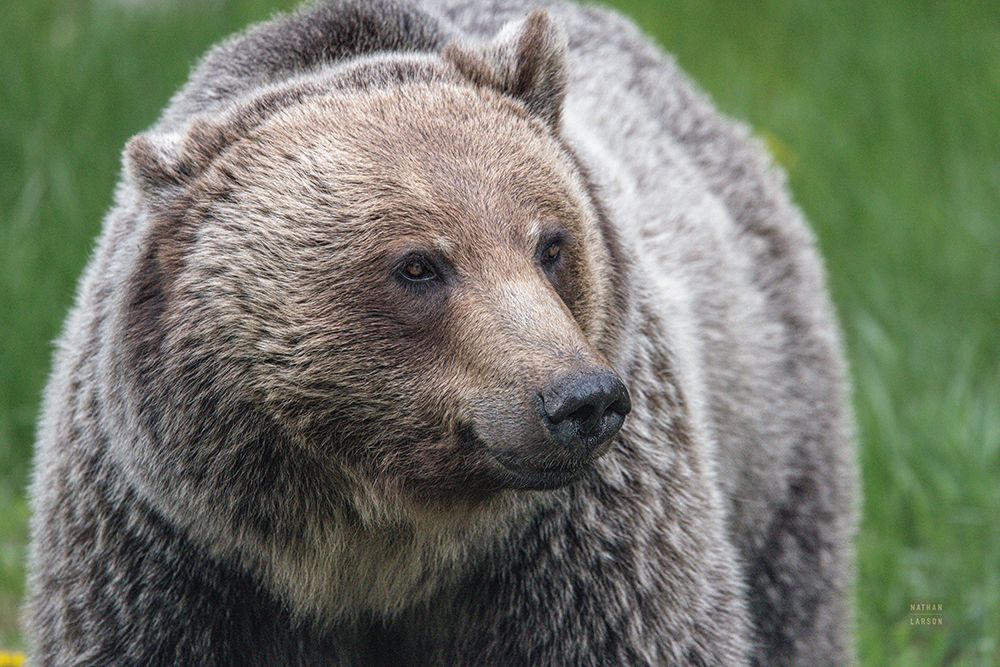 British Columbia Grizzly art print by Nathan Larson for $57.95 CAD