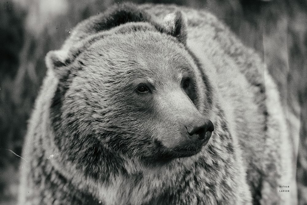 British Columbia Grizzly BW art print by Nathan Larson for $57.95 CAD