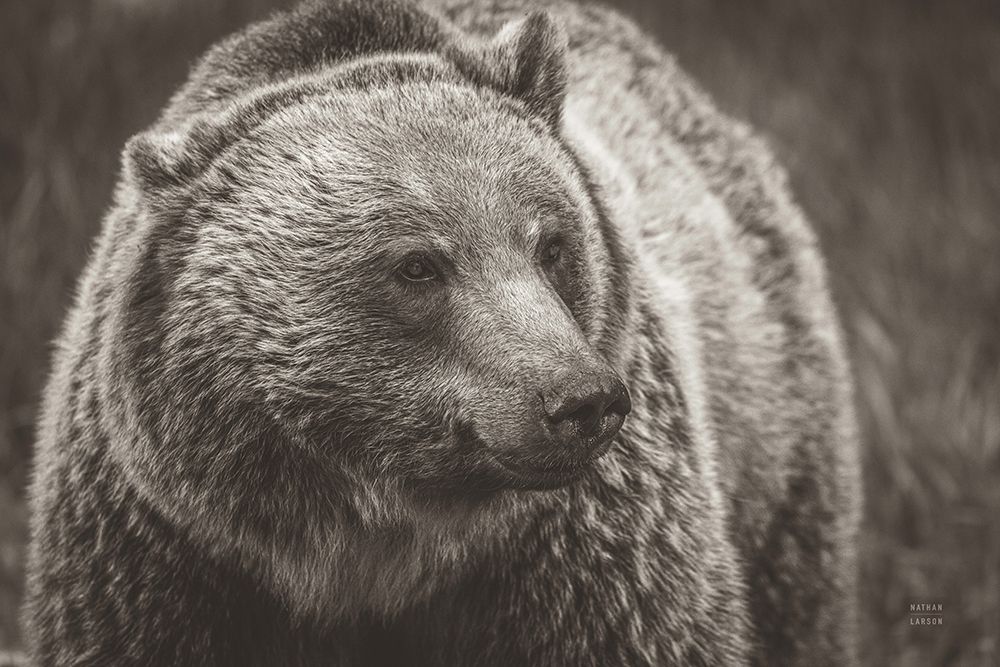 British Columbia Grizzly Sepia art print by Nathan Larson for $57.95 CAD