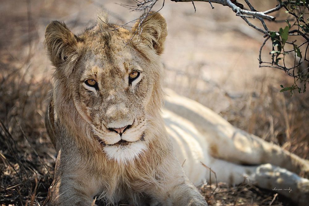 Lion Gaze art print by Sharon Vardy for $57.95 CAD