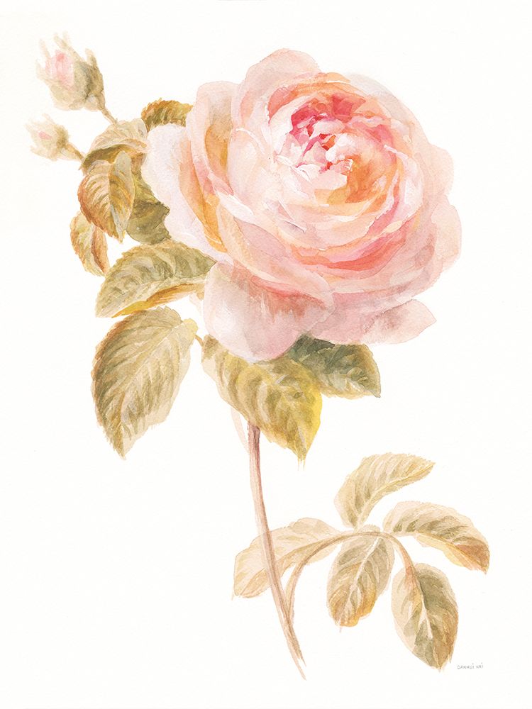 Garden Rose on White art print by Danhui Nai for $57.95 CAD