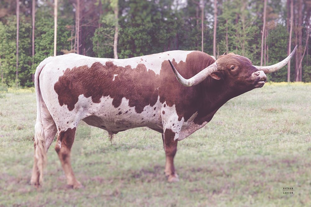 Longhorn Bull art print by Nathan Larson for $57.95 CAD
