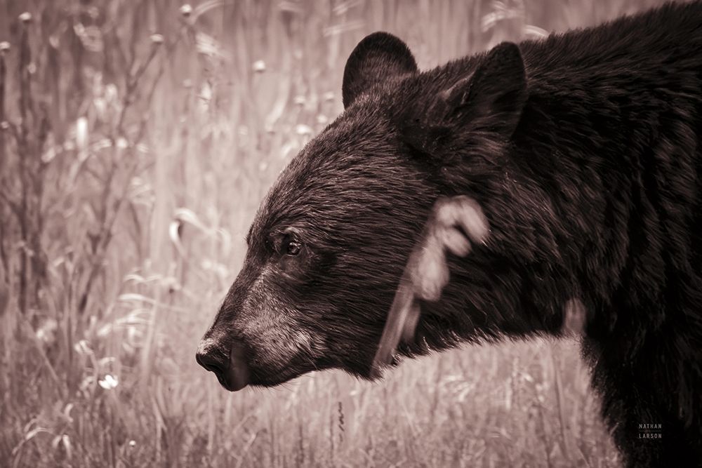 Black Bear in British Columbia Sepia Tones art print by Nathan Larson for $57.95 CAD