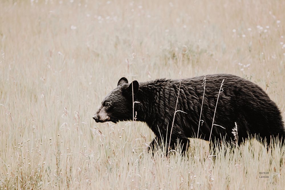 Black Bear in British Columbia art print by Nathan Larson for $57.95 CAD