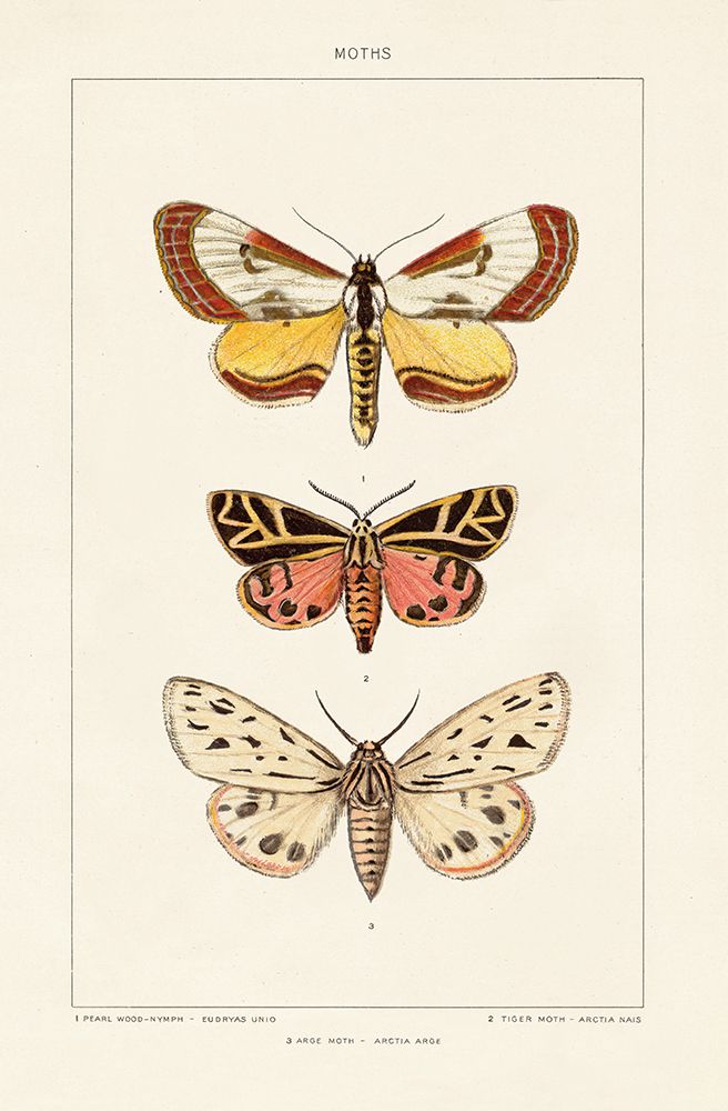 Vintage Moths II art print by Wild Apple Portfolio for $57.95 CAD