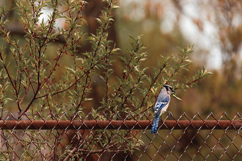 Backyard Blue Jay art print by Jocelyn Elizabeth for $57.95 CAD