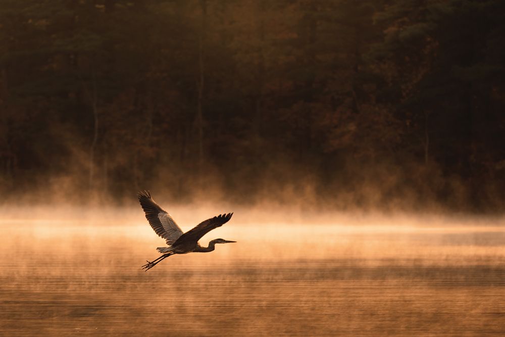Heron in Flight no Signature art print by Jocelyn Elizabeth for $57.95 CAD