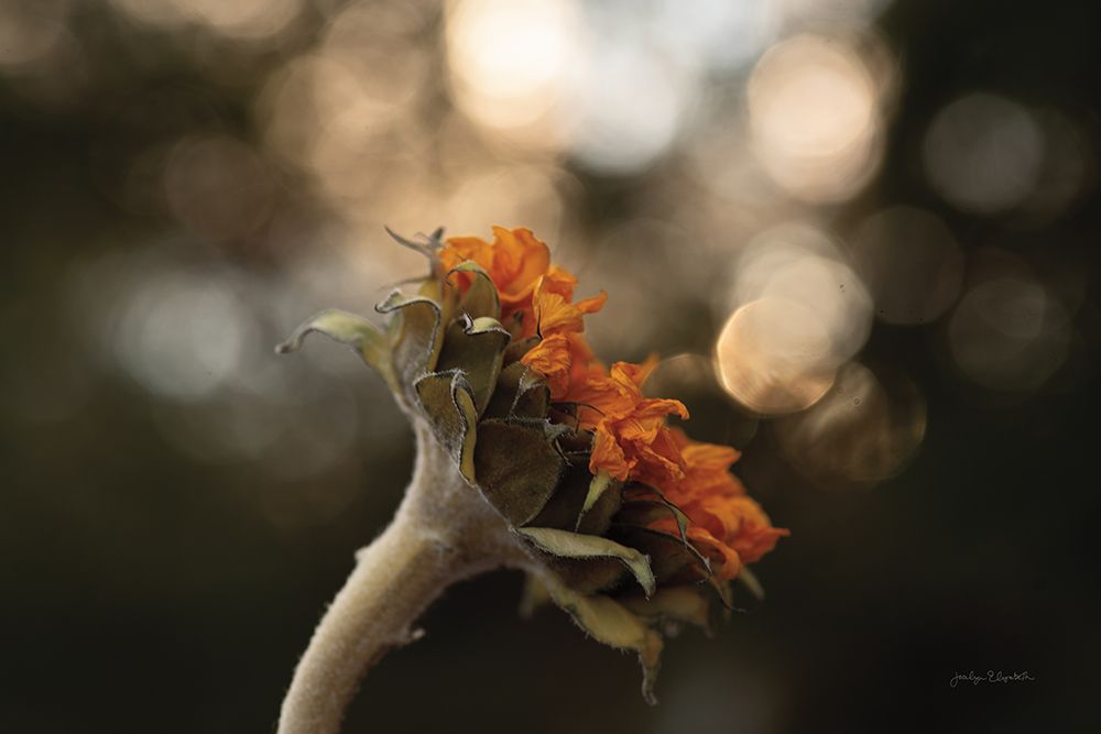 Golden Hour Sunflower art print by Jocelyn Elizabeth for $57.95 CAD