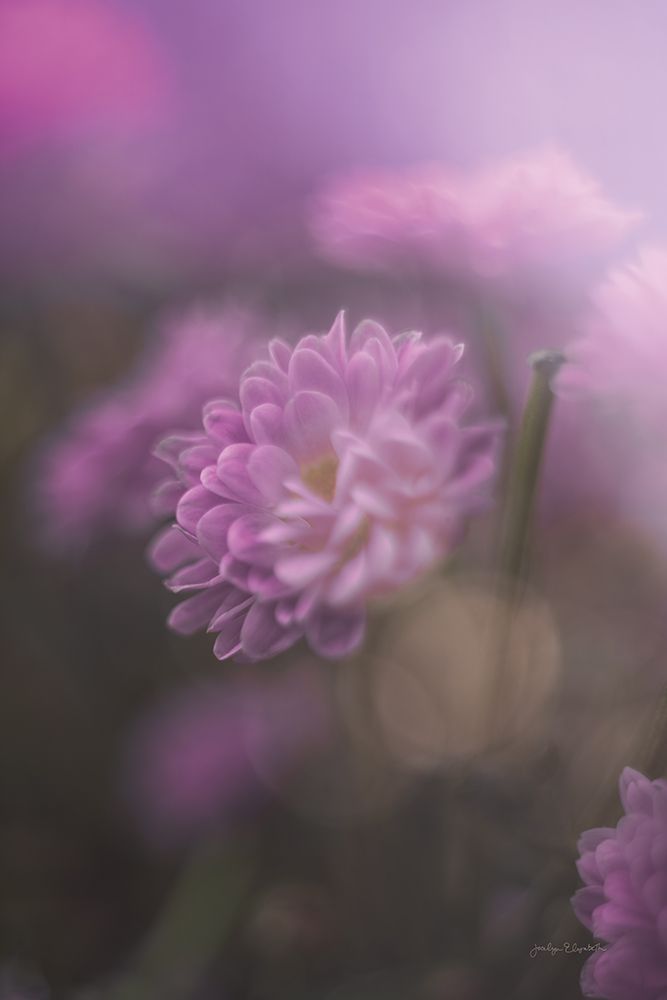 Purple Haze art print by Jocelyn Elizabeth for $57.95 CAD