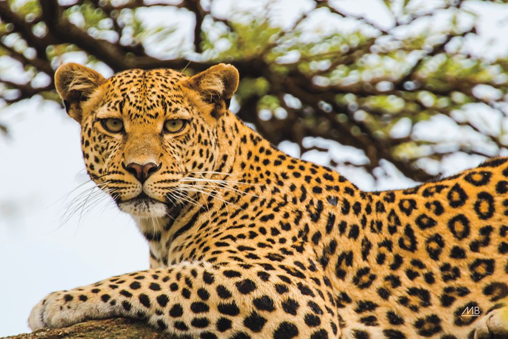 Lounging Leopard art print by Max Blakesberg for $57.95 CAD
