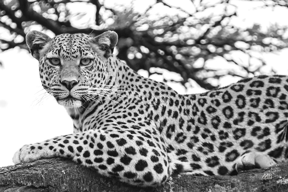 Lounging Leopard Neutral art print by Max Blakesberg for $57.95 CAD