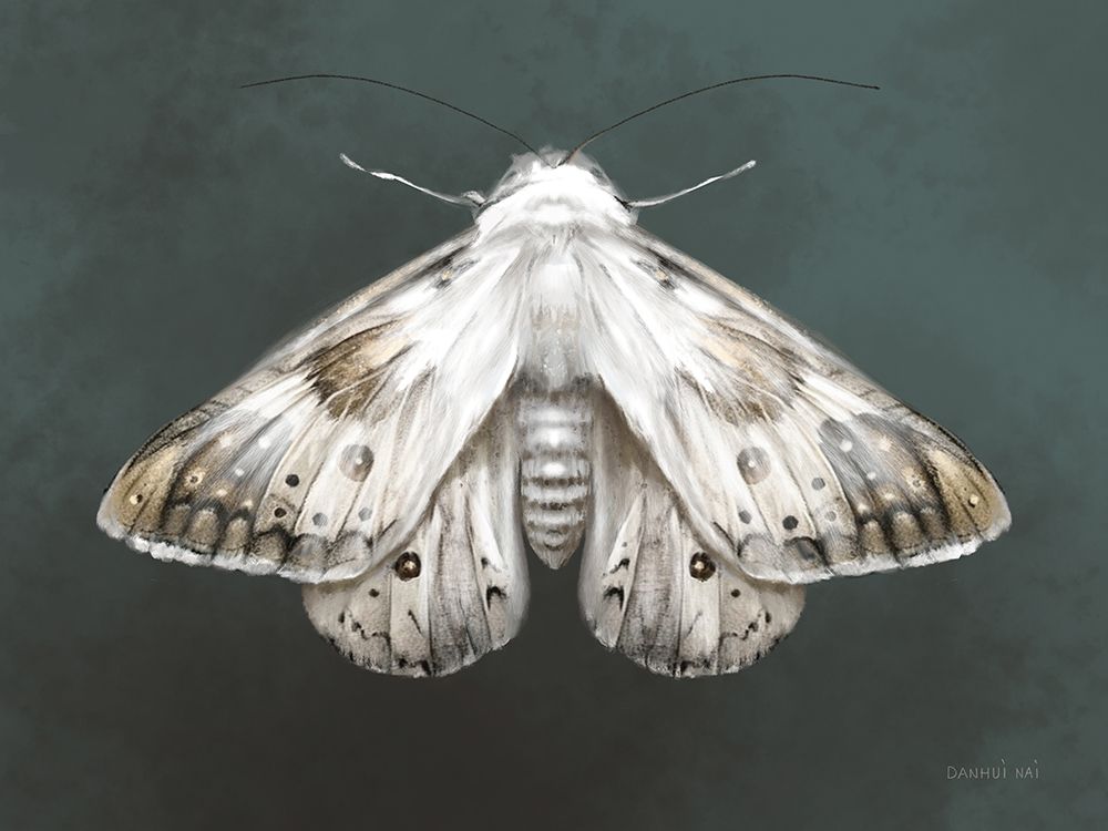 Elegant Moth II art print by Danhui Nai for $57.95 CAD