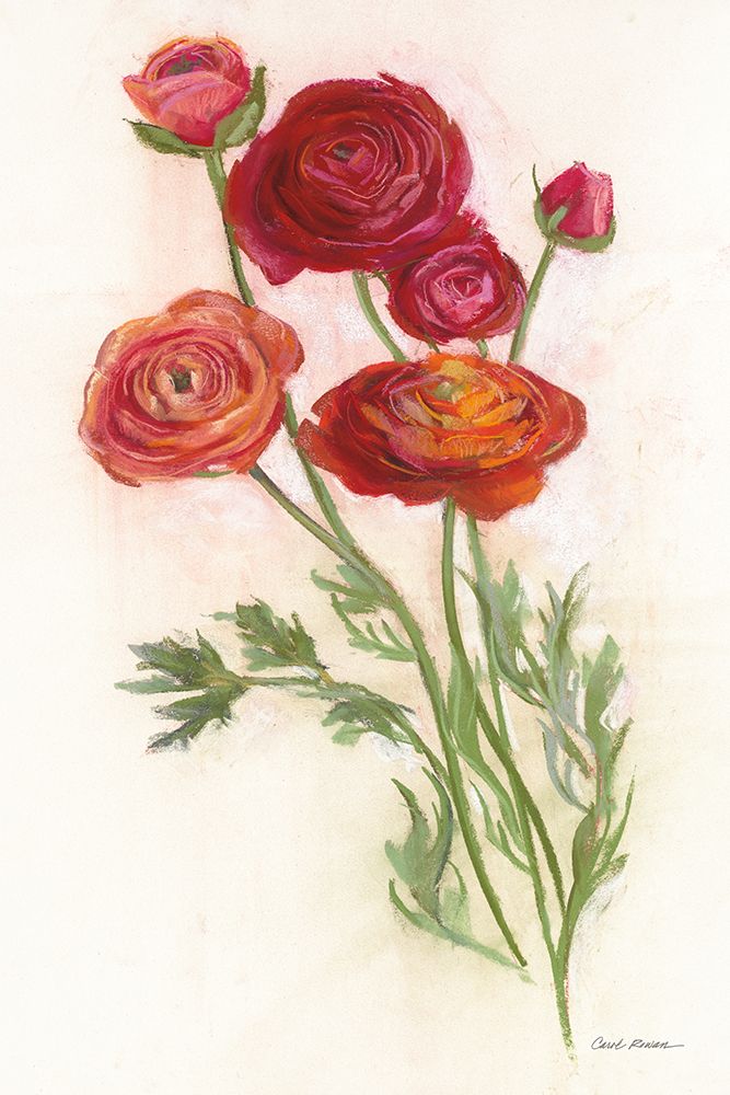 Red Ranunculus art print by Carol Rowan for $57.95 CAD