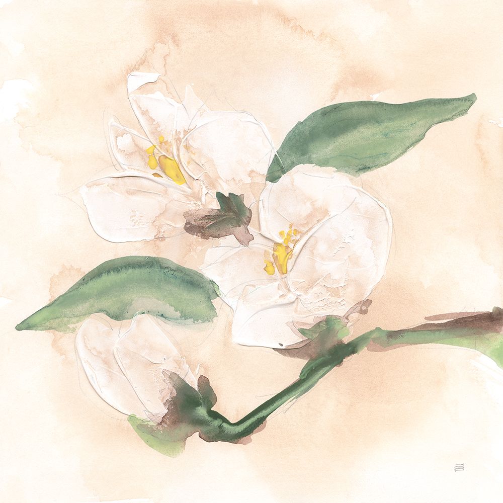 Dimensional Magnolia II art print by Chris Paschke for $57.95 CAD