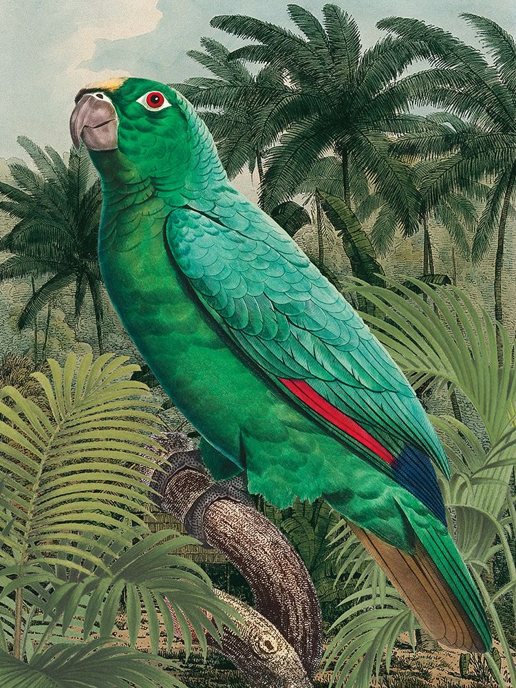 Jungle Parrot II art print by Wild Apple Portfolio for $57.95 CAD