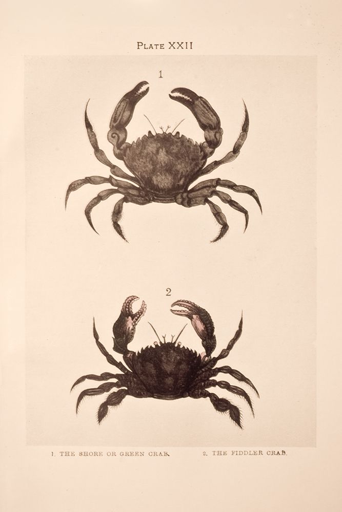 Shore and Fiddler Crab art print by Deborah Revell for $57.95 CAD