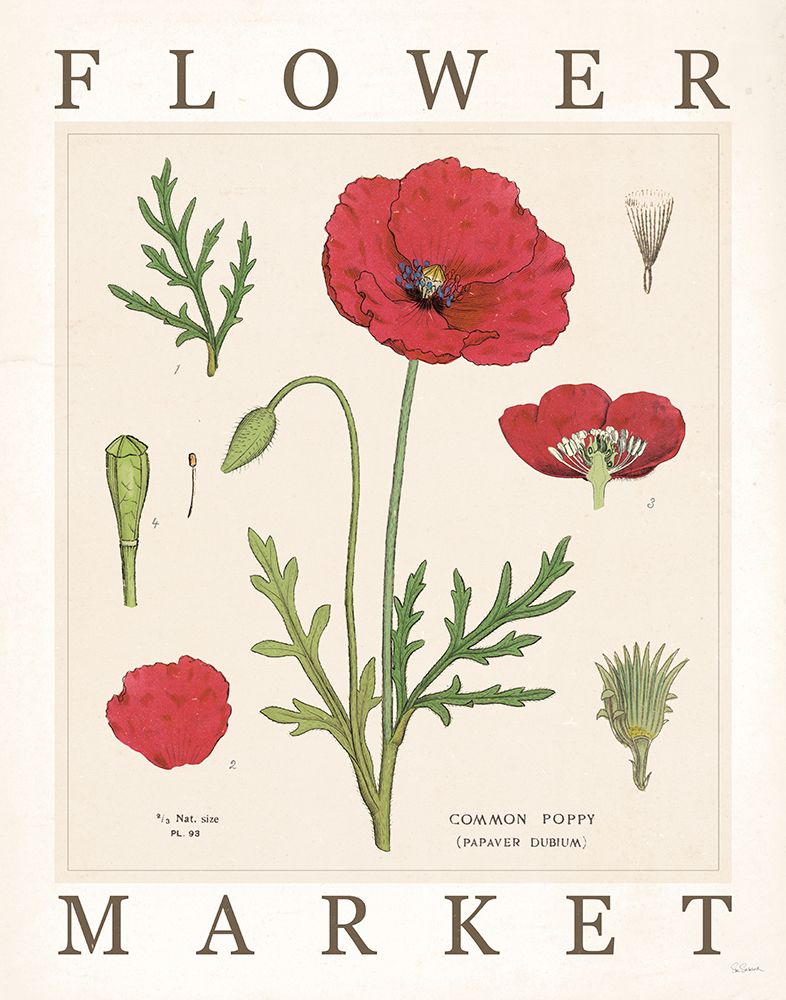 Flower Market Chart IV art print by Sue Schlabach for $57.95 CAD