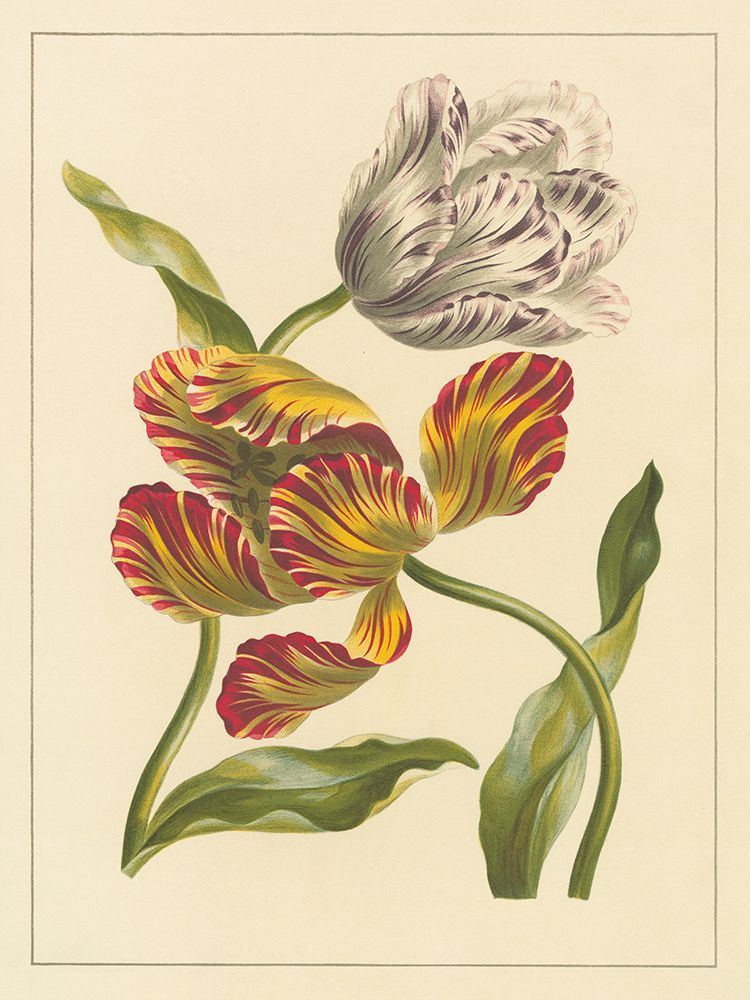 Two Tulips art print by Wild Apple Portfolio for $57.95 CAD