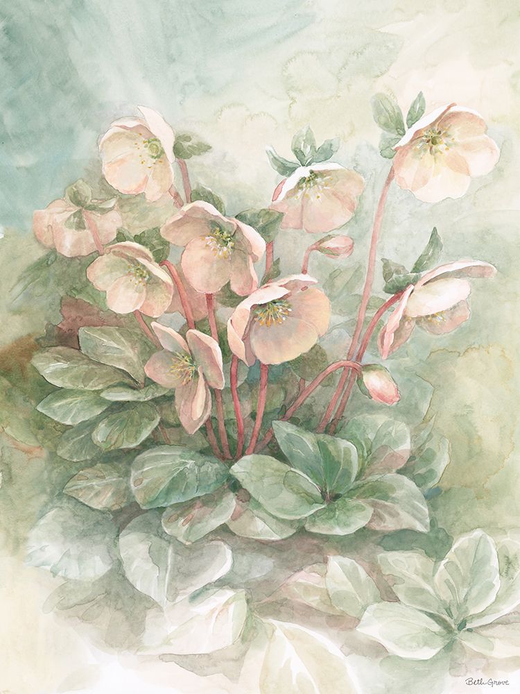 Hellebores art print by Beth Grove for $57.95 CAD