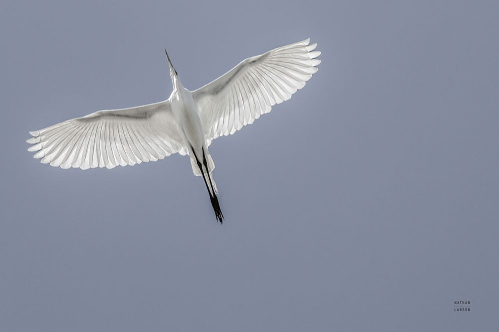 Wing Light art print by Nathan Larson for $57.95 CAD