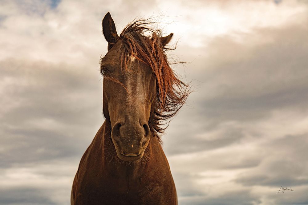 Companion art print by Aledanda for $57.95 CAD