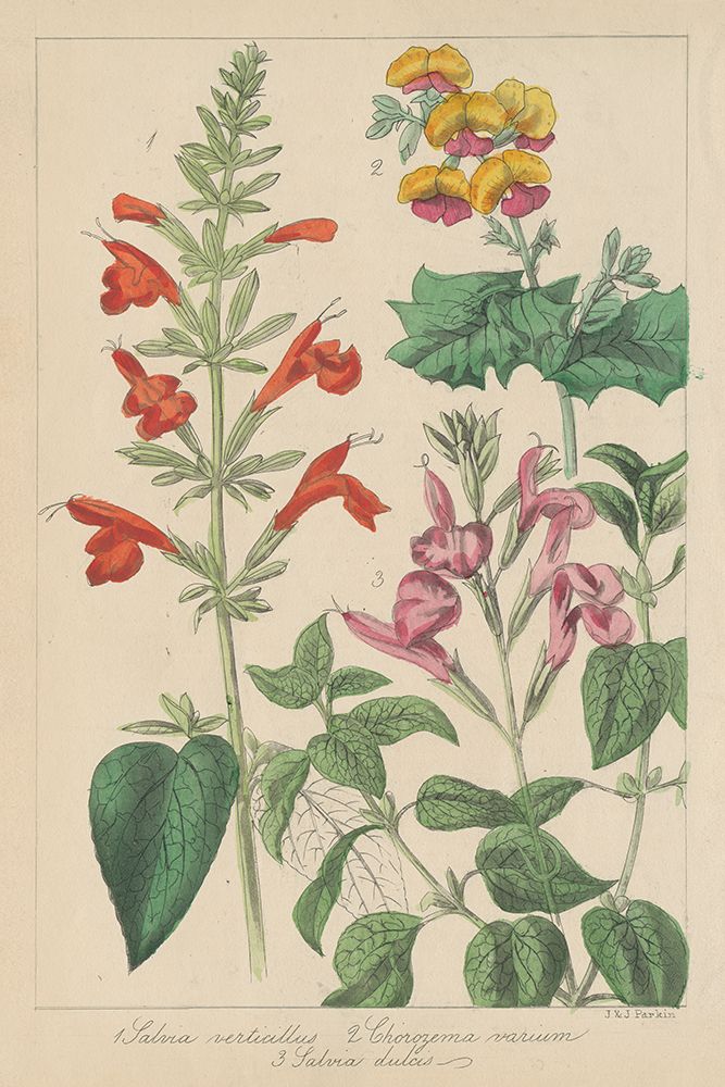 Salvia Florals I art print by Wild Apple Portfolio for $57.95 CAD