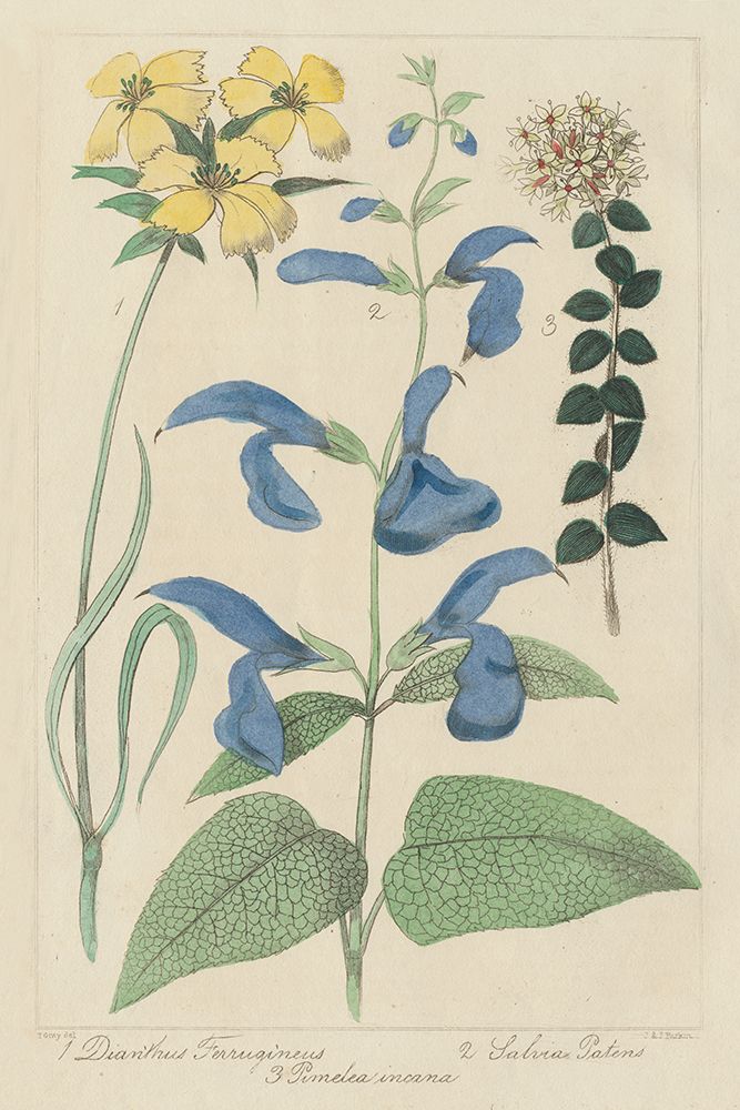 Salvia Florals II art print by Wild Apple Portfolio for $57.95 CAD