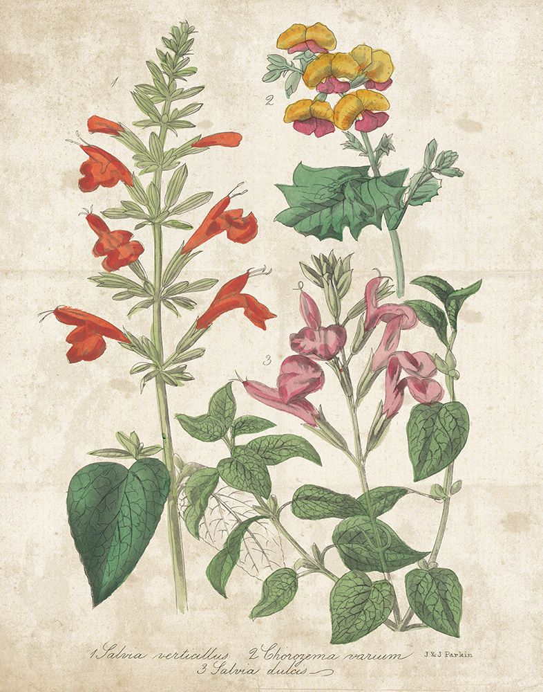 Salvia Florals Vintage I art print by Wild Apple Portfolio for $57.95 CAD