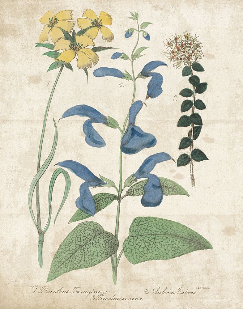 Salvia Florals Vintage II art print by Wild Apple Portfolio for $57.95 CAD