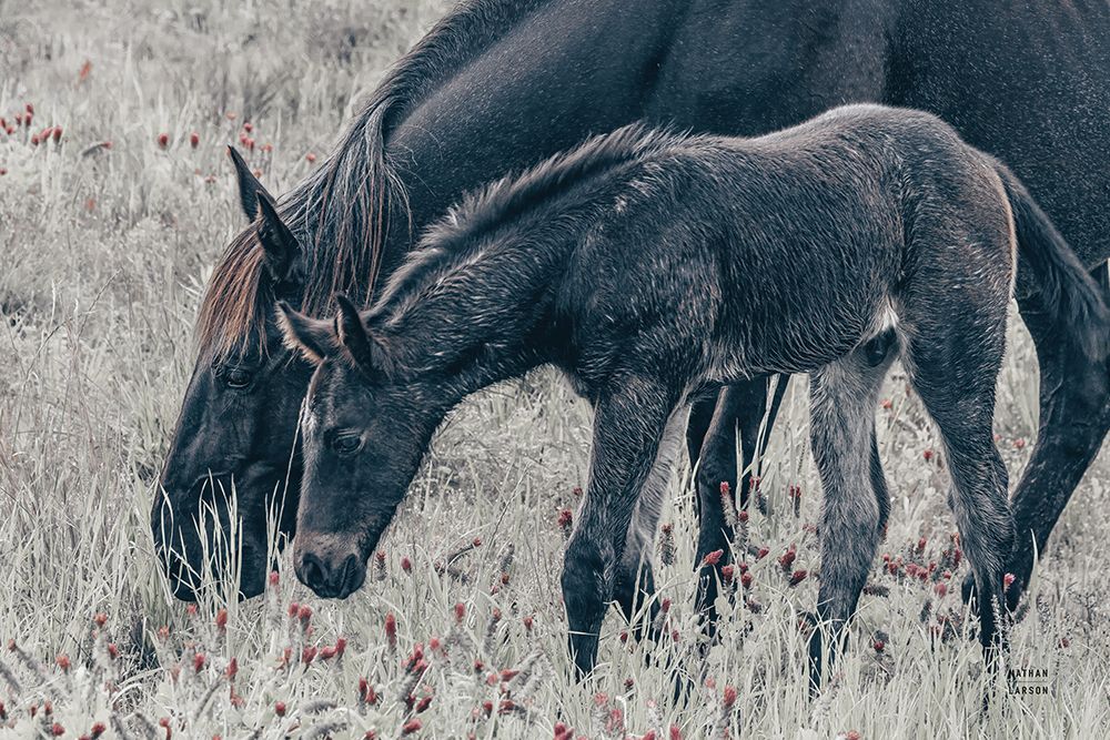 New Graze I art print by Nathan Larson for $57.95 CAD