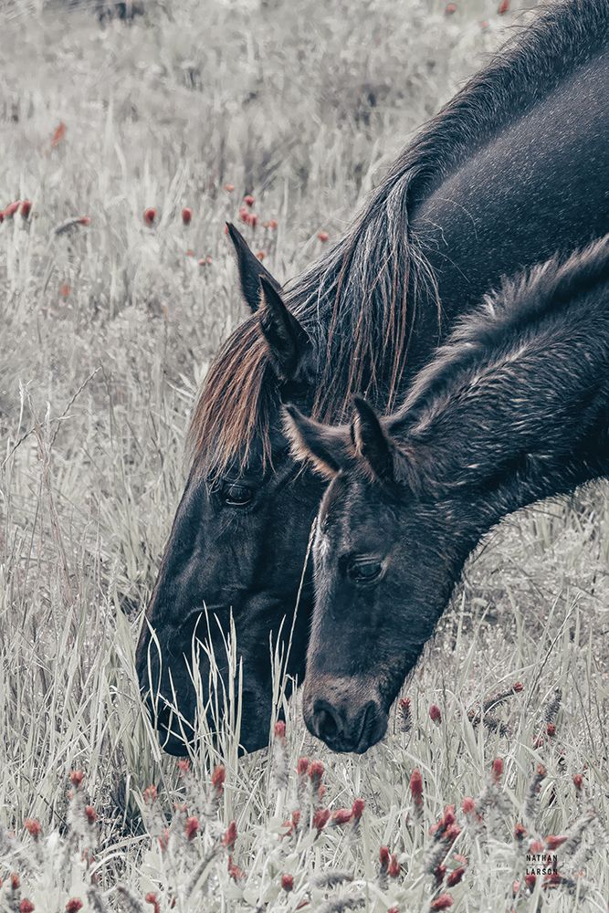 New Graze II art print by Nathan Larson for $57.95 CAD